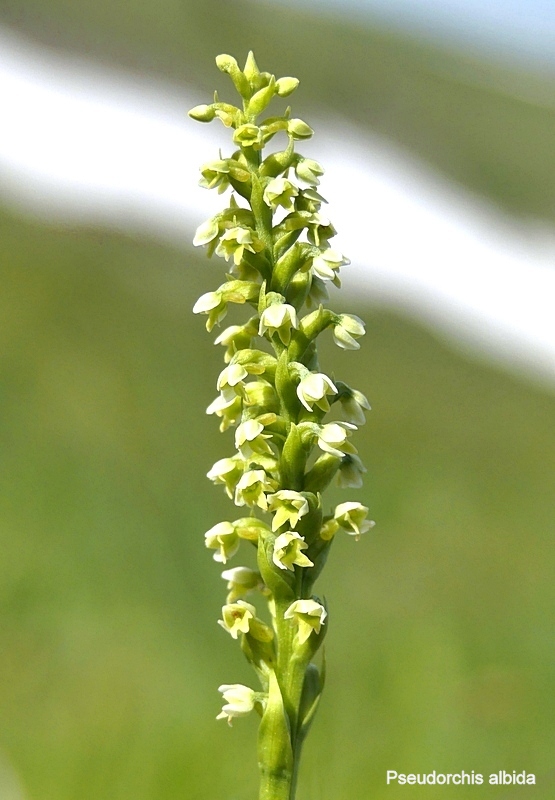 Pseudorchis albida e la variante tricuspis nel Parco nazionale del Gran Sasso e Laga